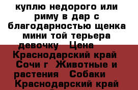 куплю недорого или риму в дар с благодарностью щенка мини той терьера девочку › Цена ­ 5 - Краснодарский край, Сочи г. Животные и растения » Собаки   . Краснодарский край,Сочи г.